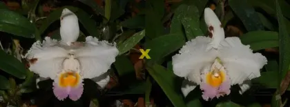 Cattleya trianae amesiana A x Cattleya trianae amesiana B