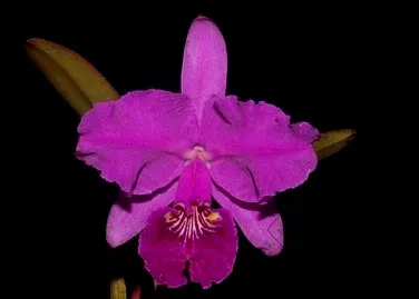 Cattleya lueddemanniana 'Negrita' x Cattleya lueddemanniana 'Dark'