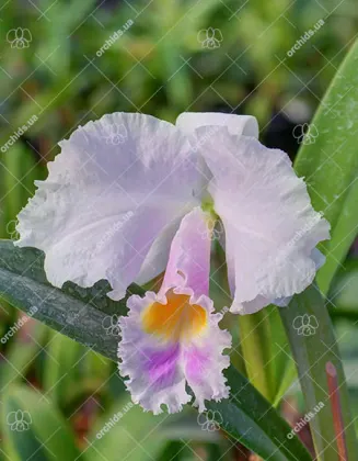 Cattleya trianae alba XXXX x Cattleya trianae amoena 'Rainha'