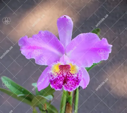 Cattleya lueddemanniana escura x Cattleya lueddemanniana 'America'