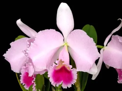 Cattleya trianae tipo 'Giant' x Cattleya trianae (Rolf Altenburg x Vitoria Castro)