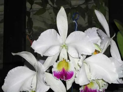 Cattleya warneri semi alba 'Alto Sapucaia' x Cattleya warneri semi alba 'Guindani'