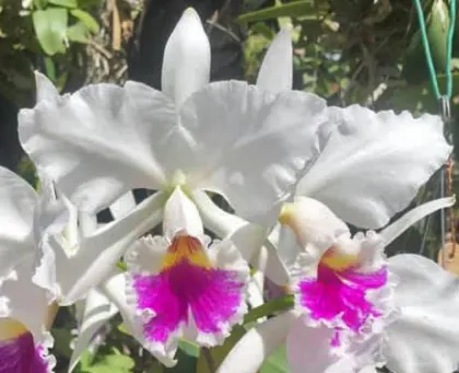Cattleya labiata semi-alba 'Marina' x labiata semi-alba sanguinea 'A Paccione'