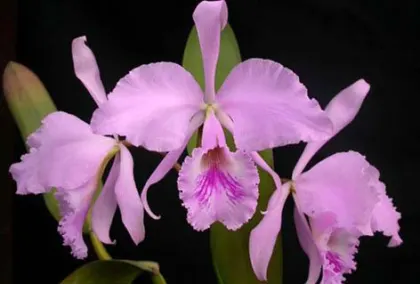 Cattleya warneri concolor-venosa 'Domingos Martins' x SELF