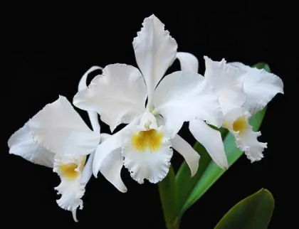 Cattleya labiata alba 'Jassira' (Z-86) x Cattleya labiata alba 'Pernambuco' (BH-200)