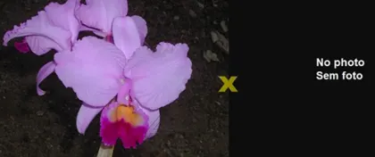 Cattleya trianae 'Fine Variety' (98-8) x Cattleya trianae 'Junio' (12-8)