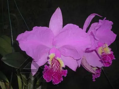 Cattleya lueddemanniana escura 'Roja' x Cattleya lueddemanniana escura 'Orinoco'