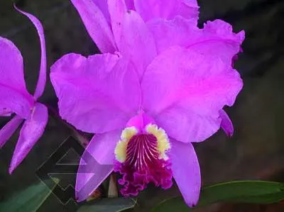 Cattleya lueddemanniana escura 'Roja' x Cattleya lueddemanniana escura 'Red'