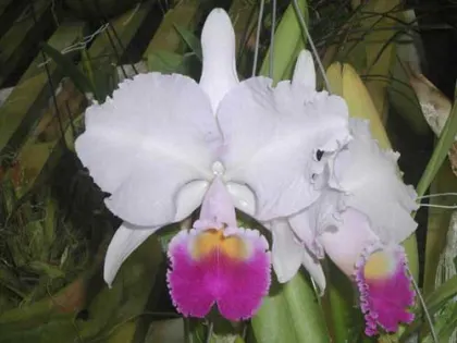 Cattleya trianae 'Taky Huailla' x SELF