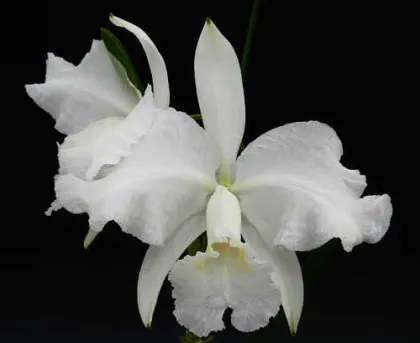 Cattleya lueddemanniana alba 'Candia' x self