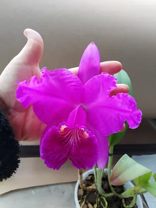 Cattleya lueddemanniana rubra 'Dark Giant' x Cattleya lueddemanniana escura 'Fennel IX'
