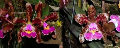 Cattleya schilleriana 'Agua Surda' x Cattleya schilleriana 'Olinda'