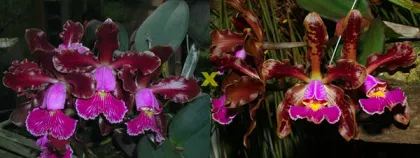 Cattleya schilleriana 'Ibiracu' x Cattleya schilleriana 'Agua Surda'