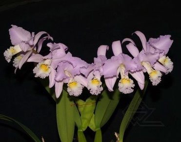 Cattleya mendelii concolor 'Bucaramanga' x SELF