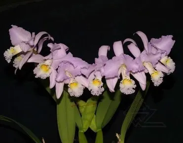Cattleya mendelii concolor 'Bucaramanga' x SELF
