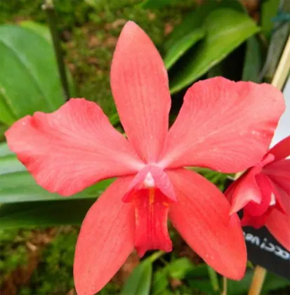 Sophrocattleya Pearllouis (Cattleya bicolor alba x Sophronitis coccinea)