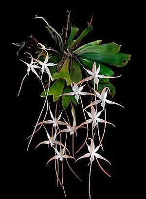 Aerangis distincta