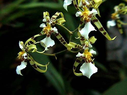 Oncidium phymatochillum