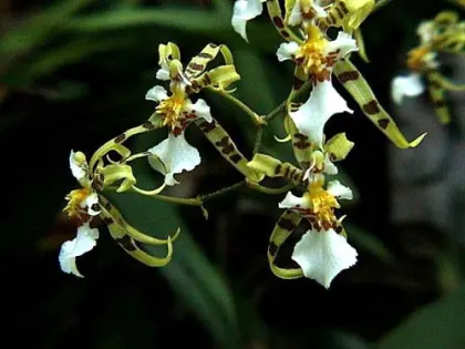 Oncidium phymatochillum