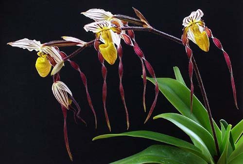 Paphiopedilum philippinense