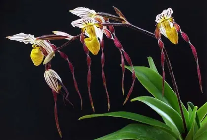 Paphiopedilum philippinense