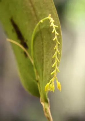 Pleurothallis cordeliae