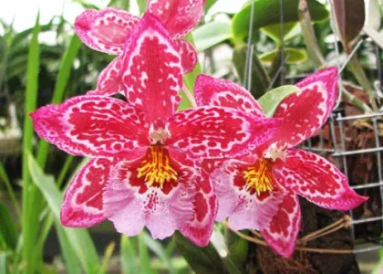 Cambria mix