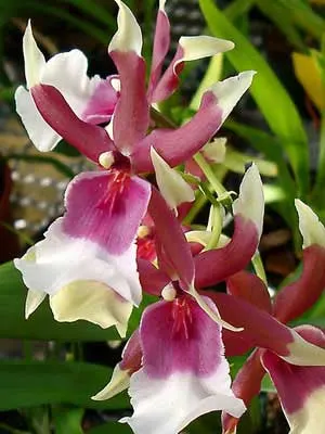 Beallara Eurostar