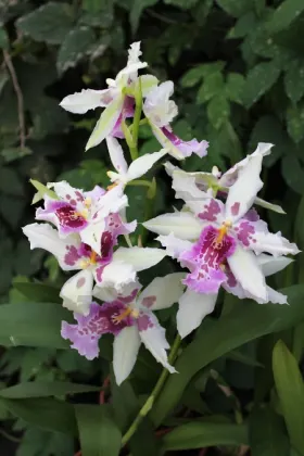 Aliceara Tahoma Glacier x Miltonia Honolulu