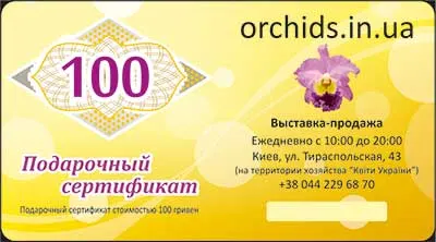 Подарунковий сертифікат «100»