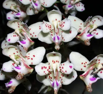 Macropodanthus alatus