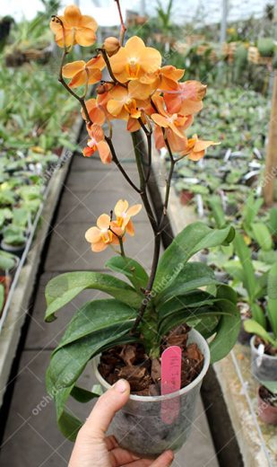 Asconopsis Irene Dobkin 'Orange'