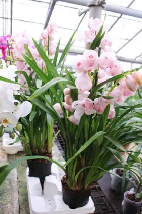 Cymbidium hybrid