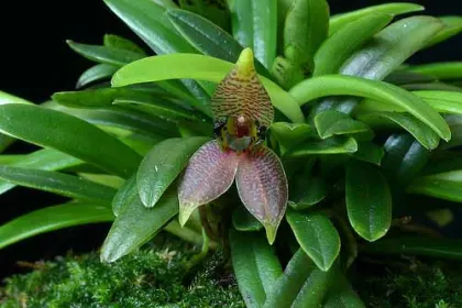 Dryadella cristata