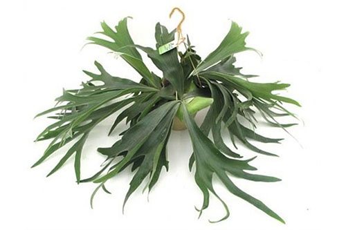Platycerium