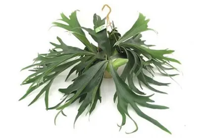 Platycerium