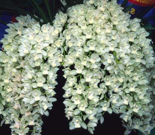 Cymbidium Sarah Jean 'Ice Cascade'