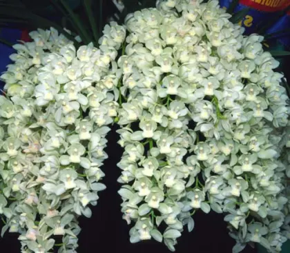 Cymbidium Sarah Jean 'Ice Cascade'
