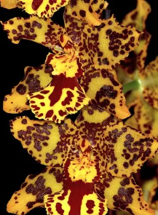 Odontocidium Yellow Tiger