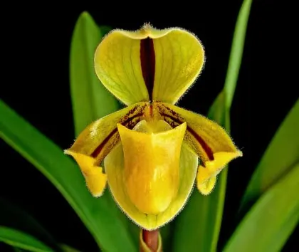 Paphiopedilum druryi