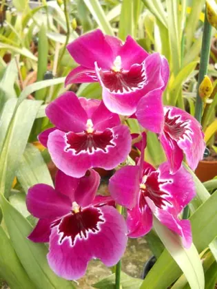 Miltoniopsis hybrid