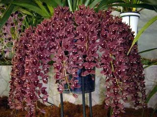 Cymbidium Dorothy Stockstill 'Forgotten Fruits'