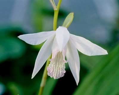 Bletilla striata alba