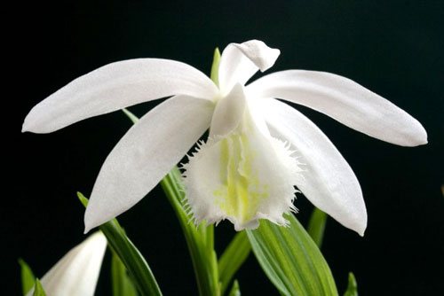 Pleione formosana \'Alba\'
