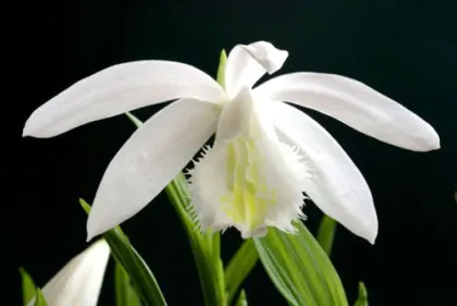 Pleione formosana \'Alba\'