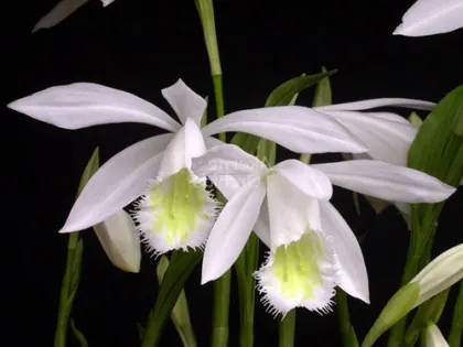 Pleione formosana 'Snowcap'