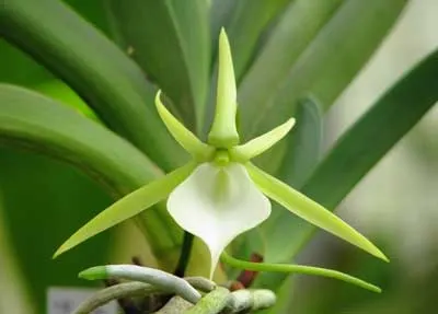 Angraecum praestans