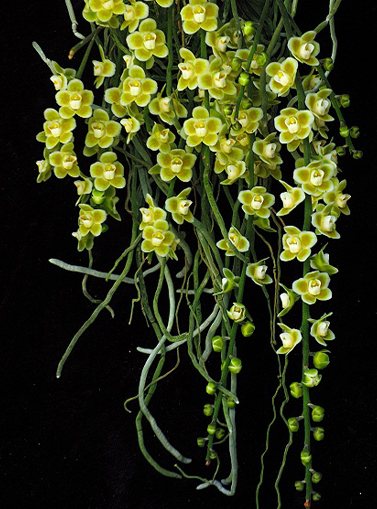 Chiloschista viridiflava