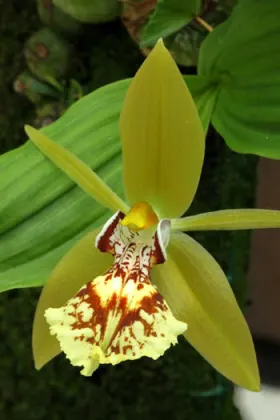 Coelogyne schilleriana