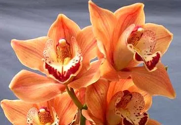 Cymbidium Caripepper 'Peachy Keen'